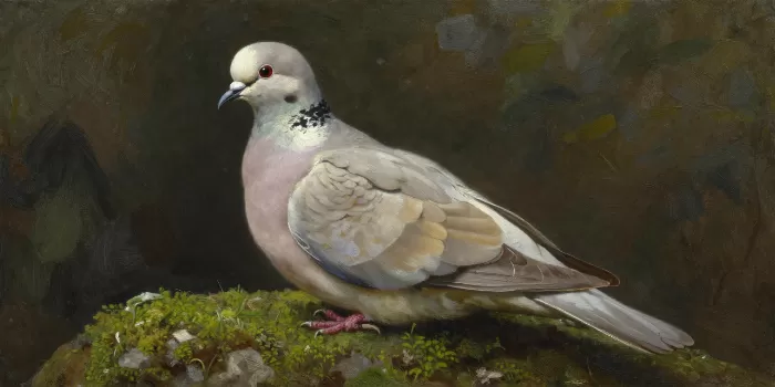 Dove's Repose