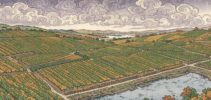 Rhine Vineyards