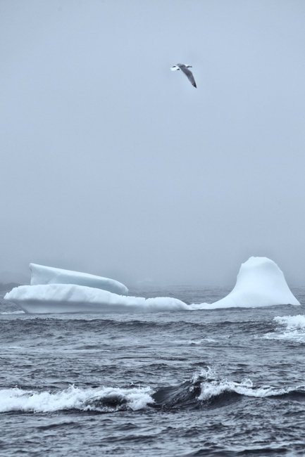 Salmon Cove Iceberg - Newfoundland art print
