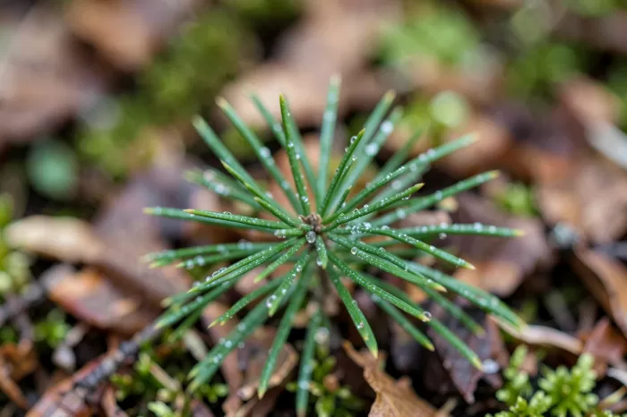 Pine Jewel