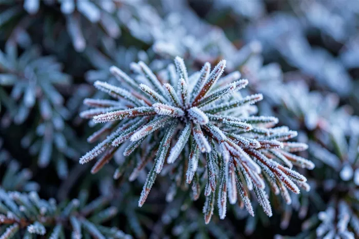 Frosted Needles