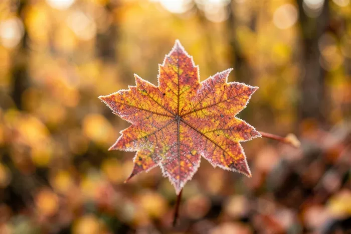 Autumn Jewel