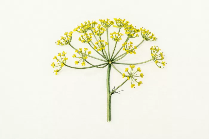 Fennel Sprig