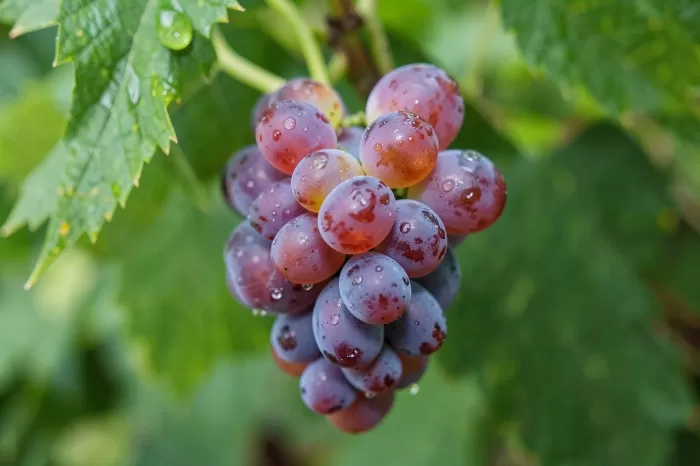 Grape Cluster