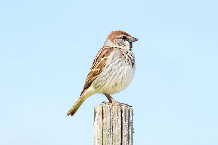 Fence Perch