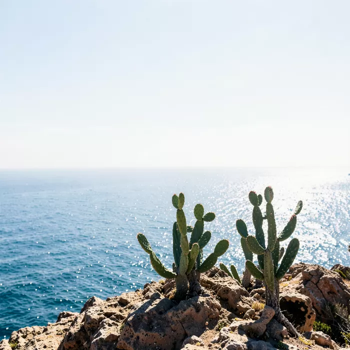 Cliffside Cactus