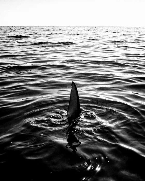 Fin