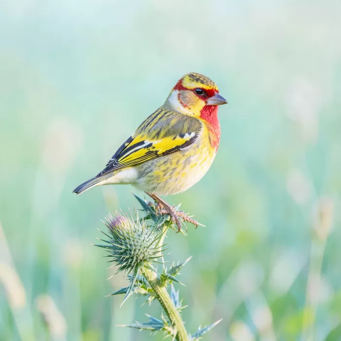 Goldfinch Morning