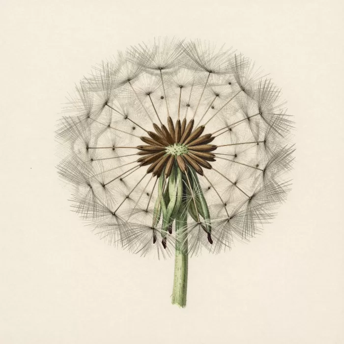 Dandelion Study