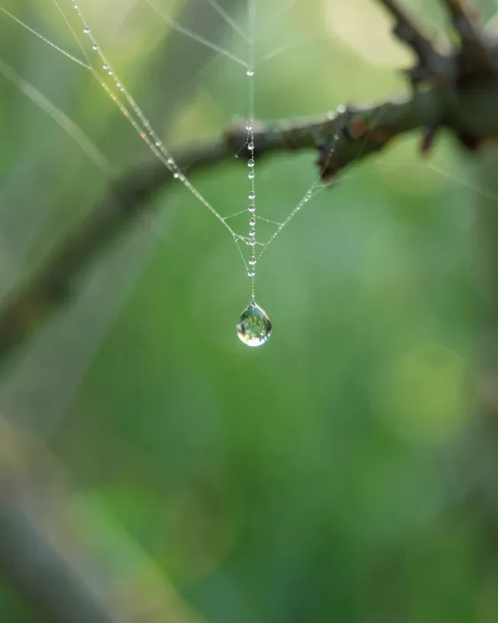 Dew Drop