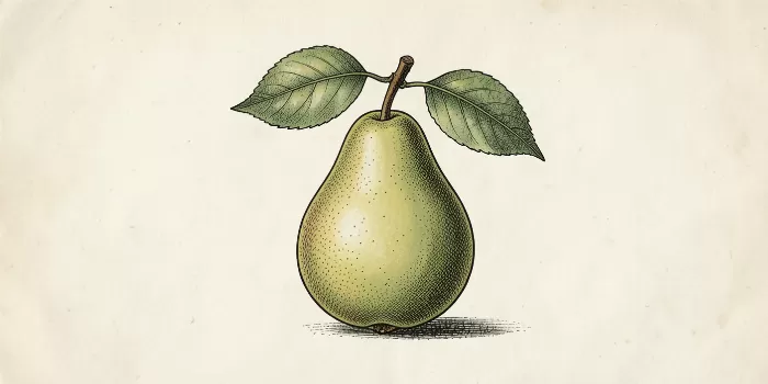 Pear Engraving