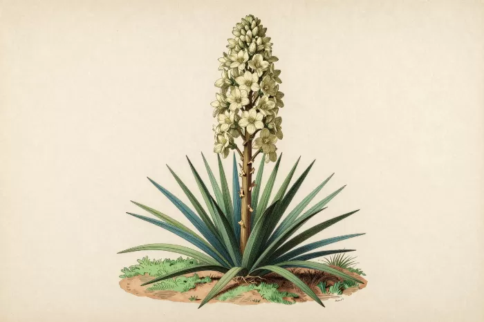 Yucca Bloom