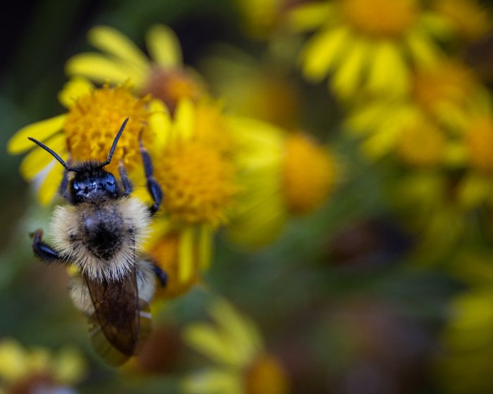 A Bees Life - Newfoundland art print