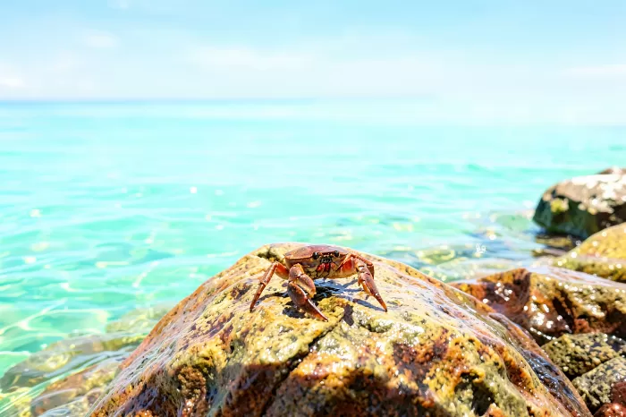 Aquamarine Coast