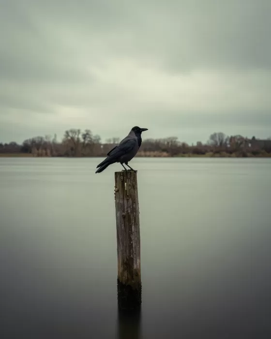 Dark Perch