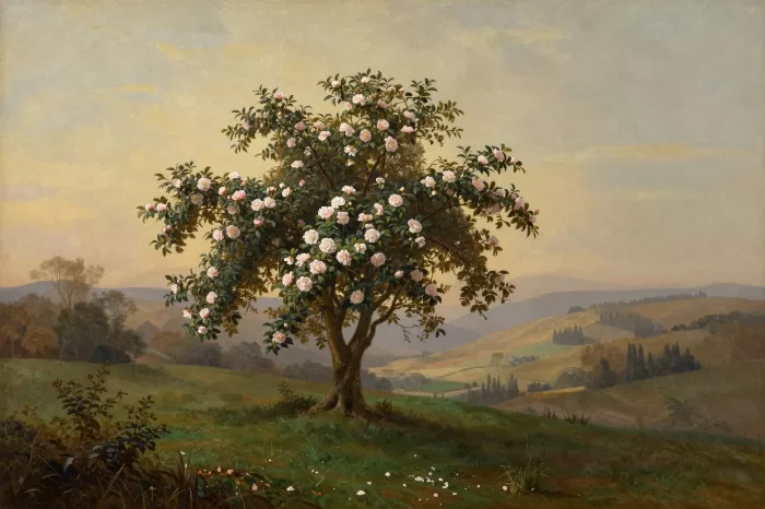 Camellia Vista