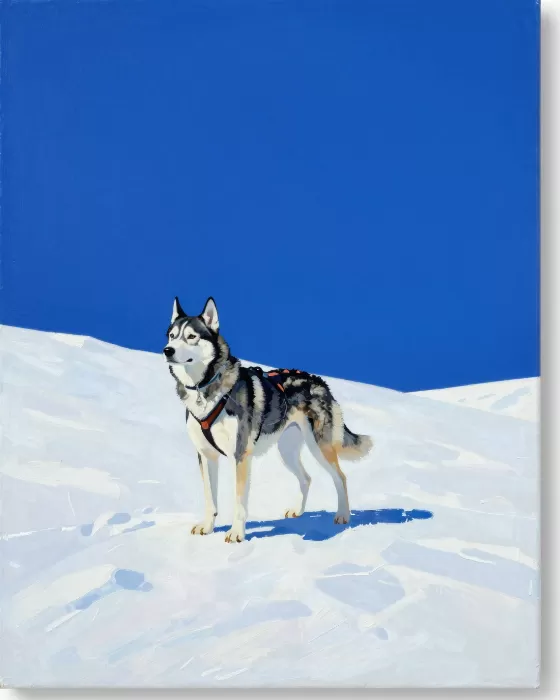 Alert Sled Dog