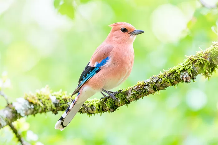 Spring Jay
