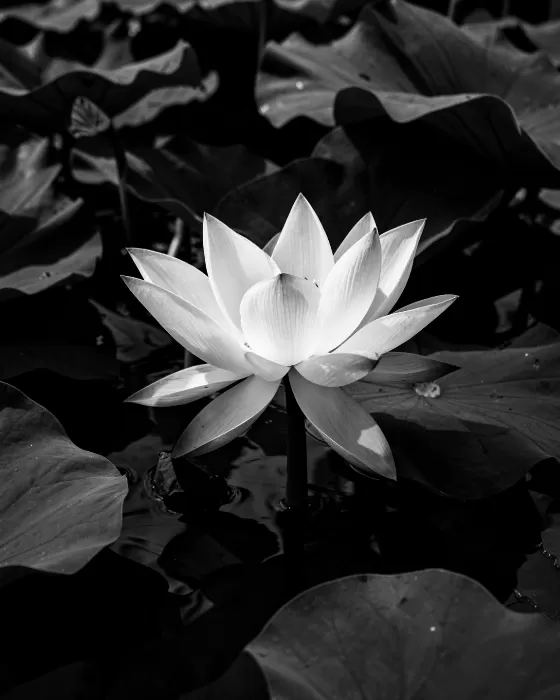 A Black-and-white