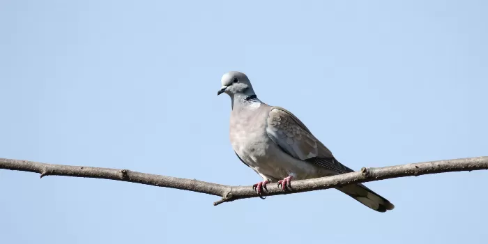 Dove On Branch