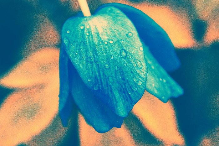 Painted Drops - Newfoundland art print
