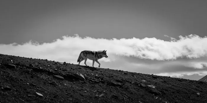 Lone Grey