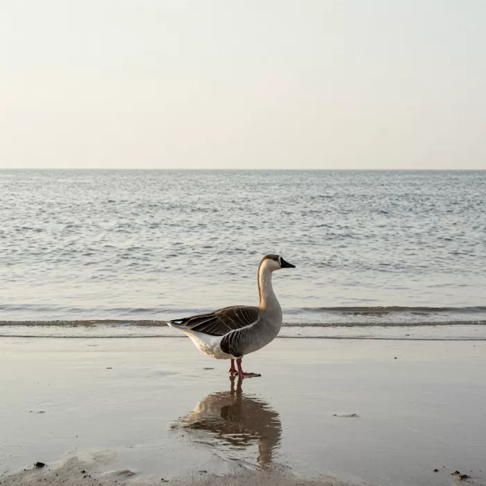 Tidal Goose