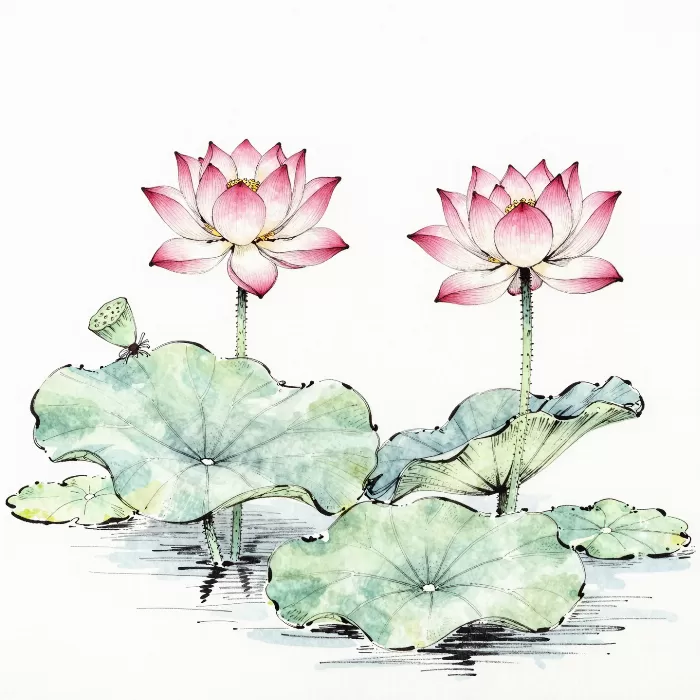 Lotus Pair