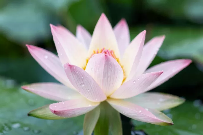 Water Bloom