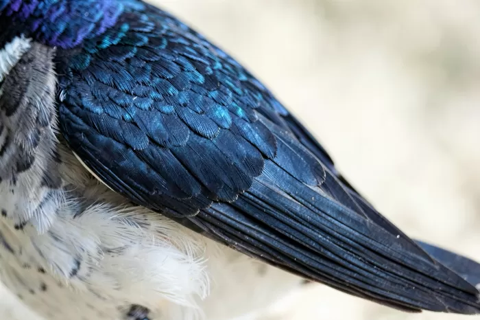 Swallow's Wing