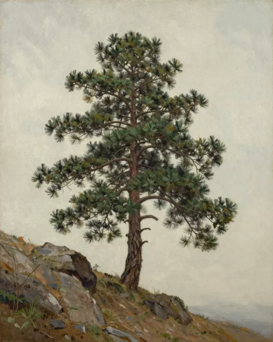 Rocky Pine