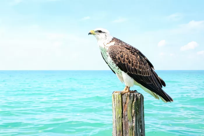 Mooring Perch