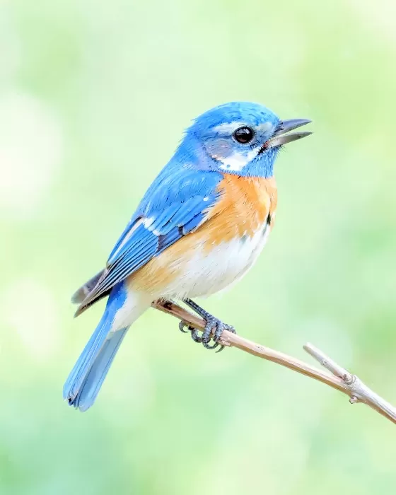 Gentle Perch