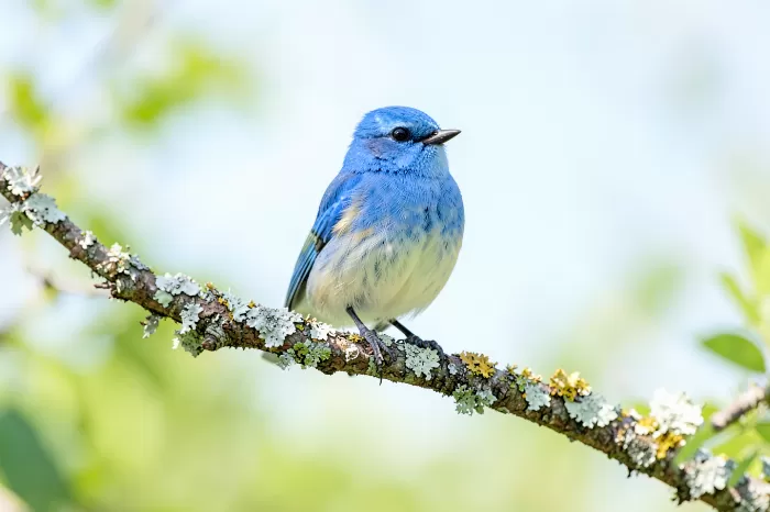 Bluebird Air