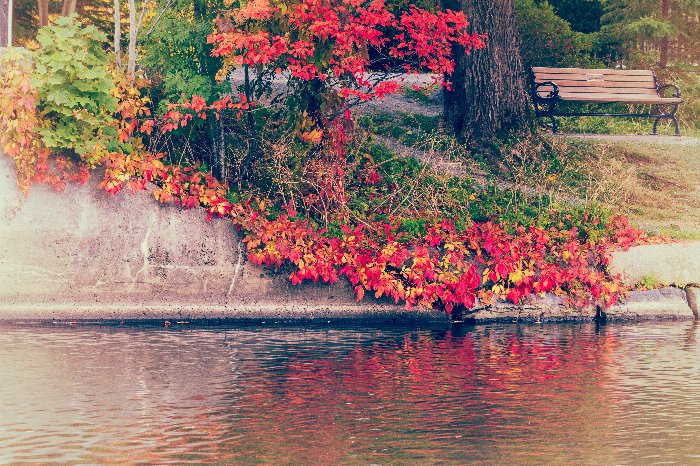 Vintage Duck Pond - Newfoundland art print