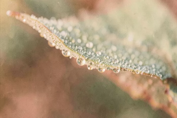 Frosted Edge