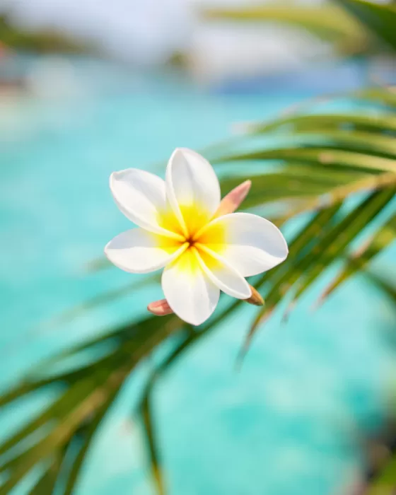 Turquoise Frangipani