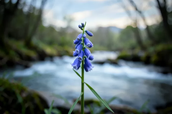 Bluebell Drift