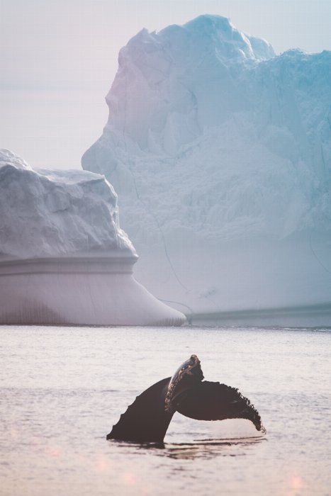 Wondering Tail - Newfoundland art print