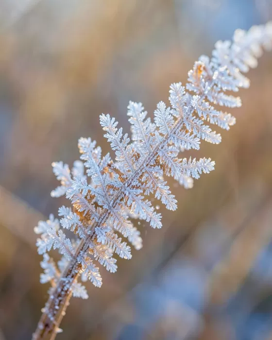 Ice Facets