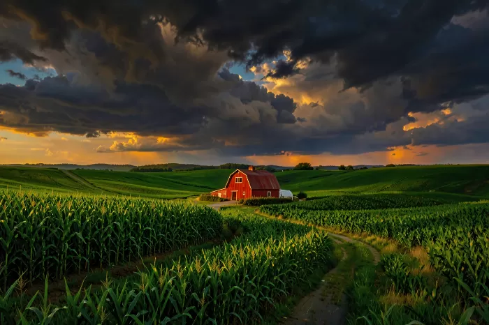 Cornfield Vista