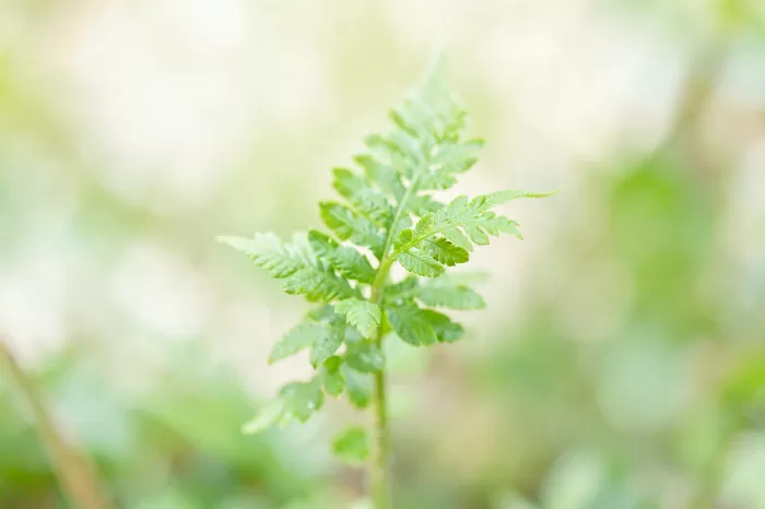 Soft Frond