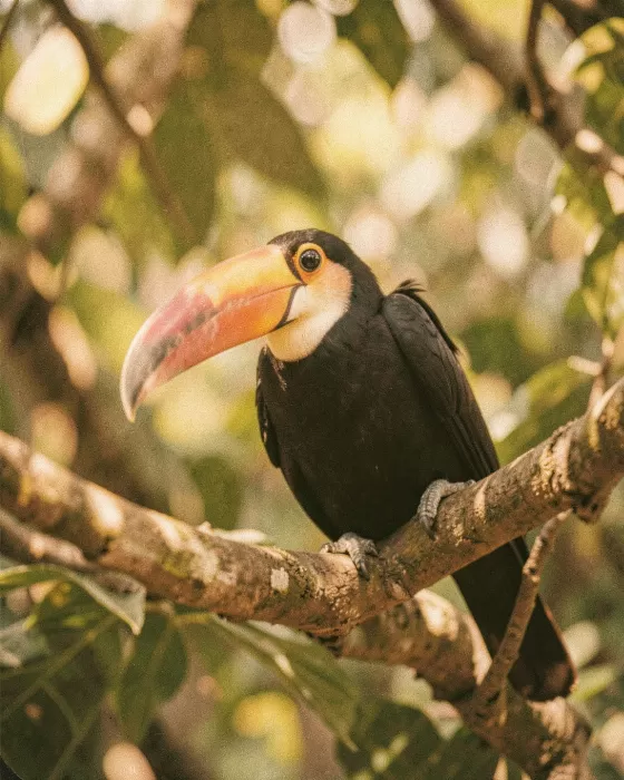 Toucan Glow