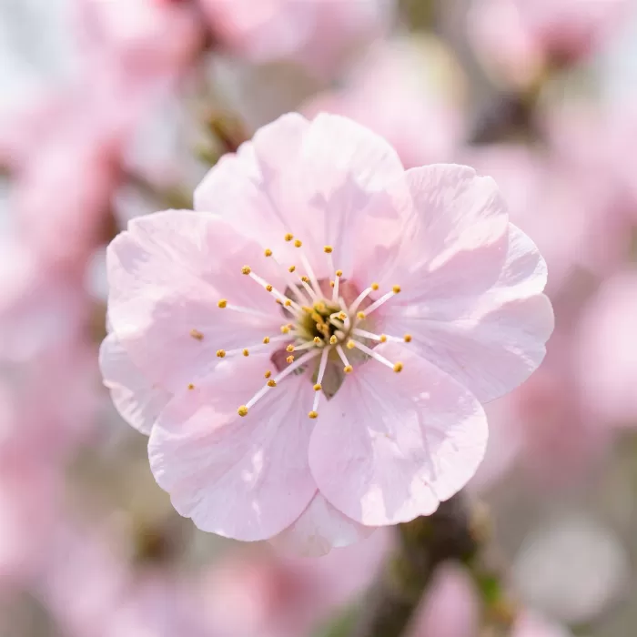 Pink Stamens