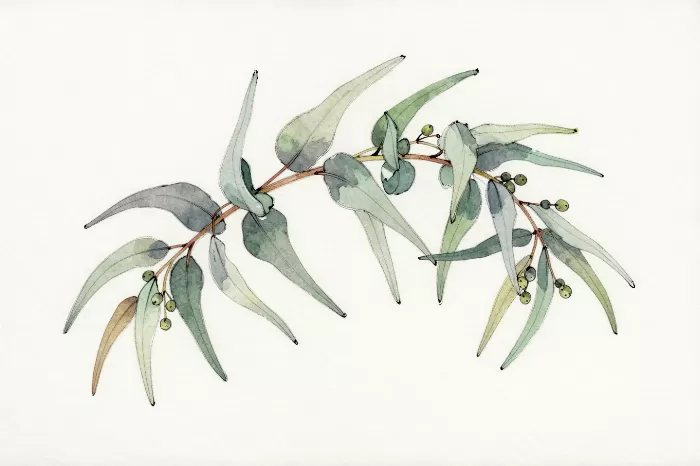 Gum Branch