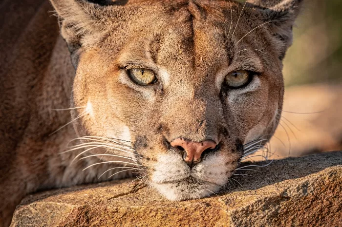 Cougar Rest