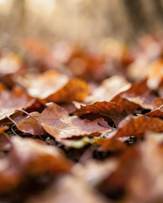 Burnt Sienna