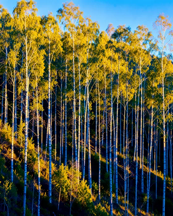 Slender Gold