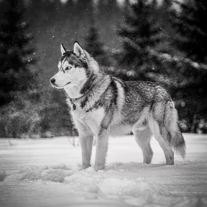 Snowfall Gaze