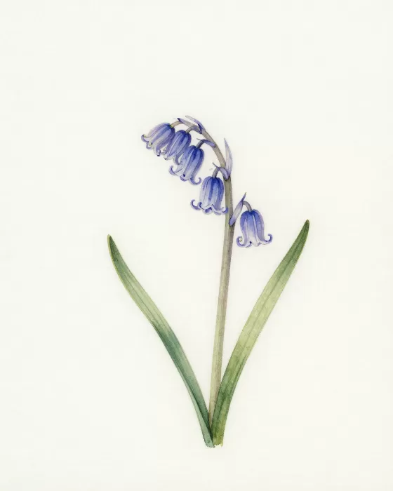 Bluebell Study